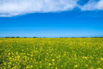 Obraz premium Rapsfeld bei Westermarkelsdorf