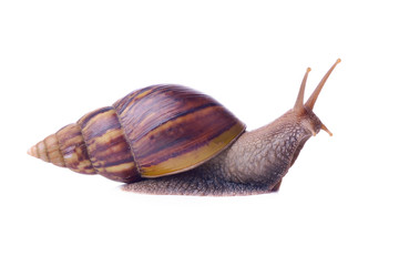 Snail isolated on white