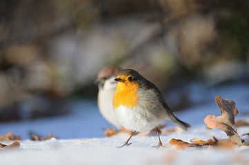Wintering Robin walking in the snow