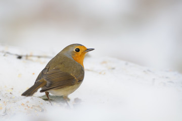Wintering Robin