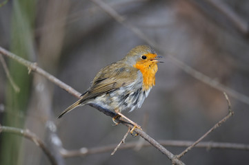 Perching Robin in winter