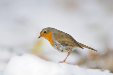 Wintering Robin