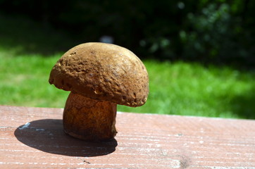 grzyb © Tomasz