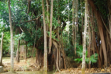 group of trees with lianas in Mauritius