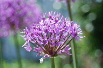 Purple flowers, small blossoms in the garden.