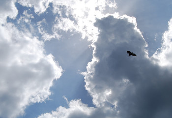 Large flying fox in beautiful sky