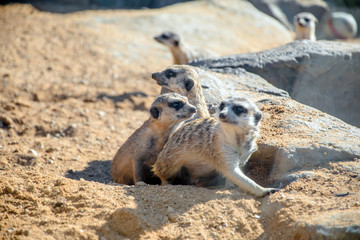 Fototapeta premium meerkats group hiding behind the rocks on the sand 