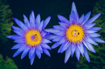 beautiful lotus flower in pond