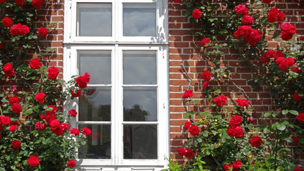 Fototapeta na wymiar Blumenfenster in Lüneburg