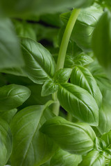 Basil leafs on the dark background. Green leaves closeup. Aromatic ingredient in culinary, raw for beverage and dishes. Traditional Italy spice for pasta, pizza, salads. Macro. 