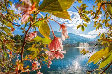 Papier Peint photo Scandinavie Fountain with spring tree in Bergen, Norway