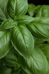 Basil leafs on the dark background. Green leaves closeup. Aromatic ingredient in culinary, raw for beverage and dishes. Traditional Italy spice for pasta, pizza, salads. Macro. 