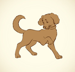 Vector outline drawing. Purebred dogs and mongrels