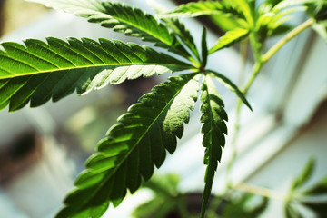 Marijuana Leaf Stock Photo High Quality 