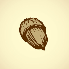 Acorns. Vector drawing