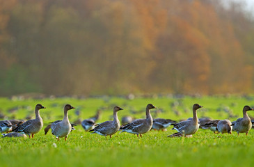 Flock of Bean geese   (Anser fabalis), eating grass in a meadow
