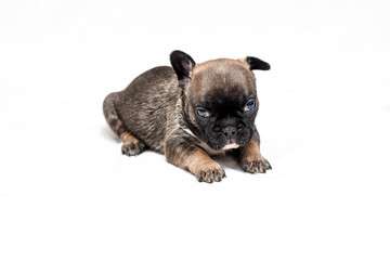 french bulldog puppy
