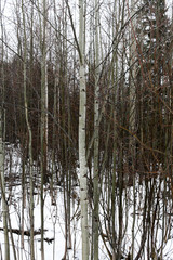 Obraz premium Water drops on bare trunks of aspen trees in forest.