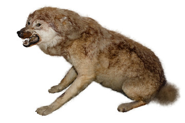 Stuffed wolf on a white background