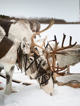 Northern reindeers in winter