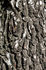Obraz premium beautiful birch bark