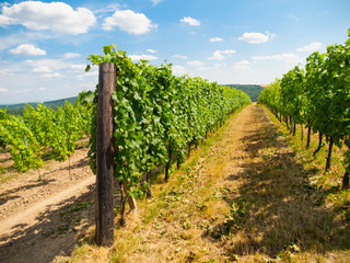 Fototapeta na wymiar View of green vineyard row in summer time, Moravia, Czech Republic