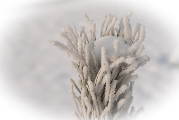 Spruce branches covered with hoarfrost and snow in freezing weat