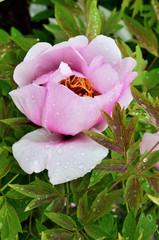 Single flower of peony in the green leaves