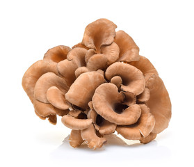 maitake mushrooms on white background