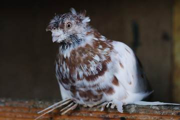 the dove