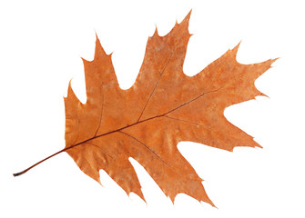 Dry Oak leaf isolated on white background