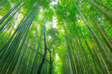 Obraz na płótnie Canvas Arashiyama bamboo forest in Kyoto Japan