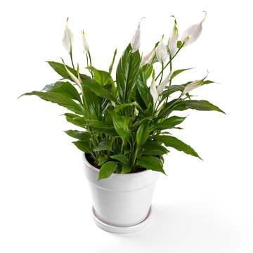 Fototapeta potted spathiphyllum flower isolated on white background. peace lilies