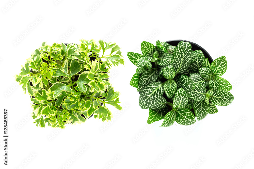 Wall mural Top view of small plant pot on white background.