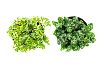 Top view of small plant pot on white background.