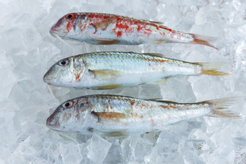 raw fish on ice goatfish surmillet