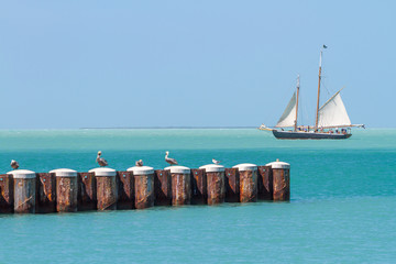 Sail boat; ocean; blue water; pier; seagulls; postcard