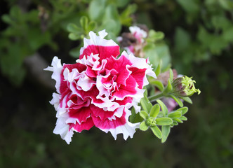 Decorative bright flower