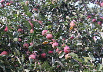 Red apples on a tree