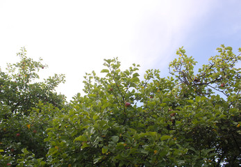 Red apples on a tree