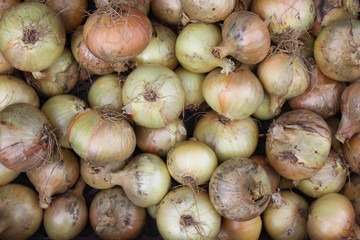 Fresh onion harvest