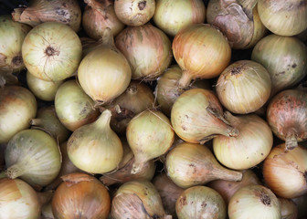 Fresh onion harvest