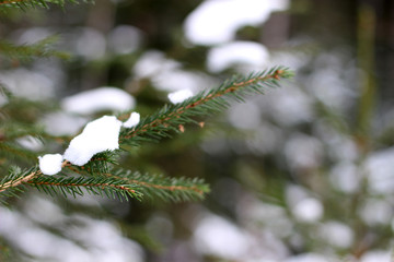 Fir tree branch under snow