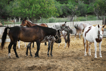 Portrait of horses in the paddock.