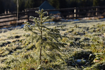 Small pine tree growing