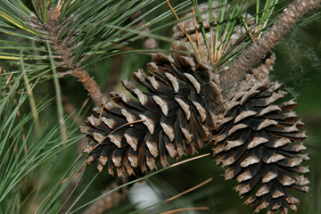 Pine Cones