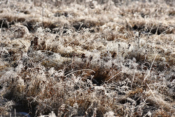Hoarfrost on grass
