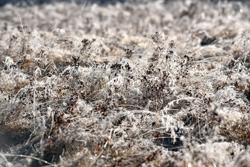 Hoarfrost on grass