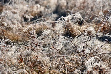 Hoarfrost on grass