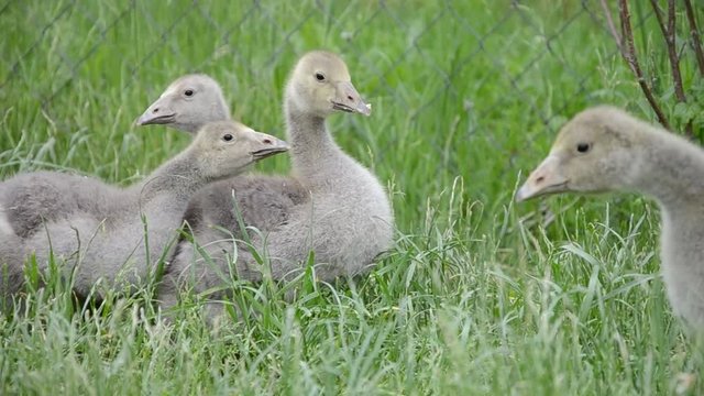 Domestic cute geese family graze on traditional village barnyard. Group of fluffy goslings walking on the grass. Young gooses feed on rural farm yard